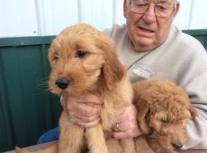 <p>Golden doodle puppies</p>
